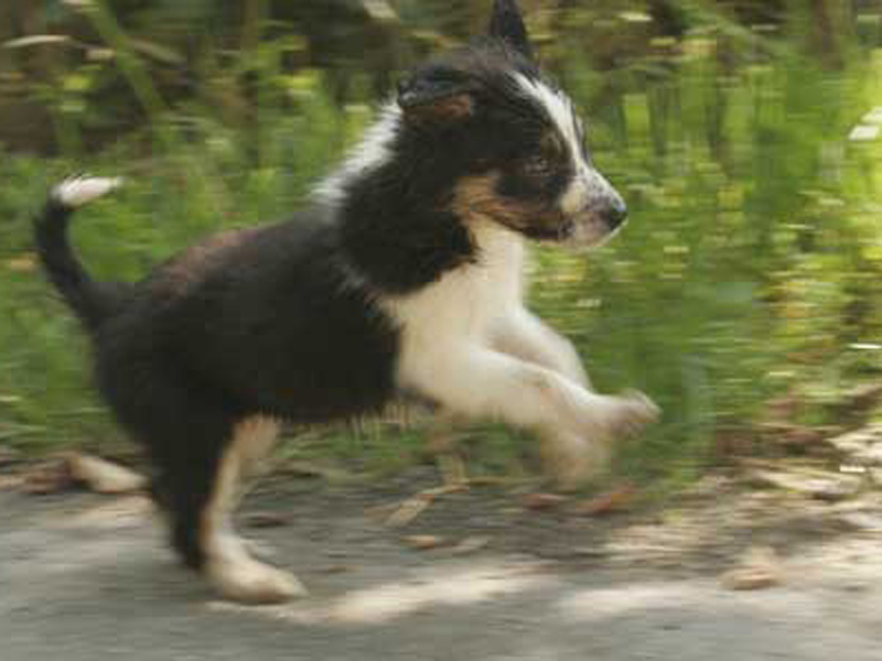 Border Collie Welpe tricolor Kira