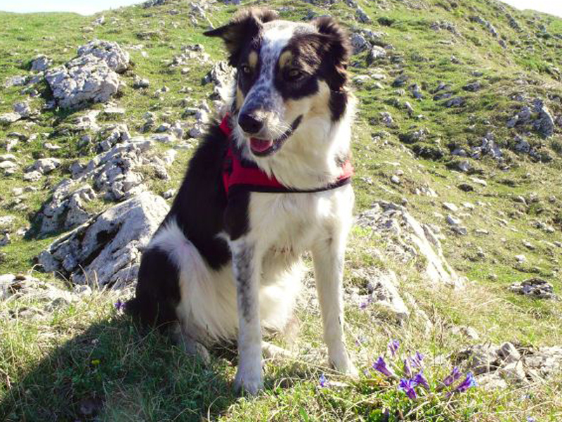 Hütehund Alm Schweiz