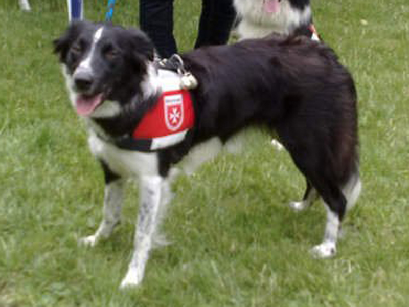 Rettungshund border collie 