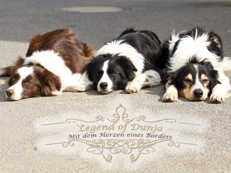 Border Collie Familie