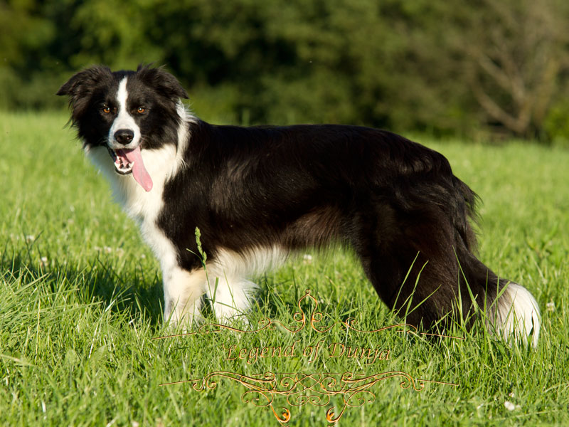 bildhuebsche Huendin border collie schwarz braun