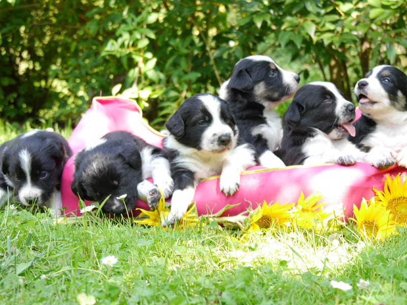 Border collie welpen rudel