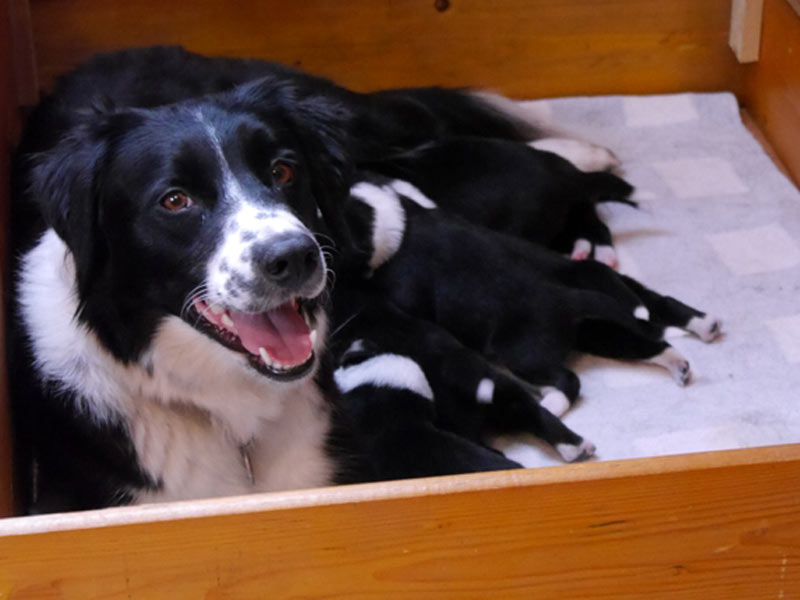 Border Collie Hündin Welpen