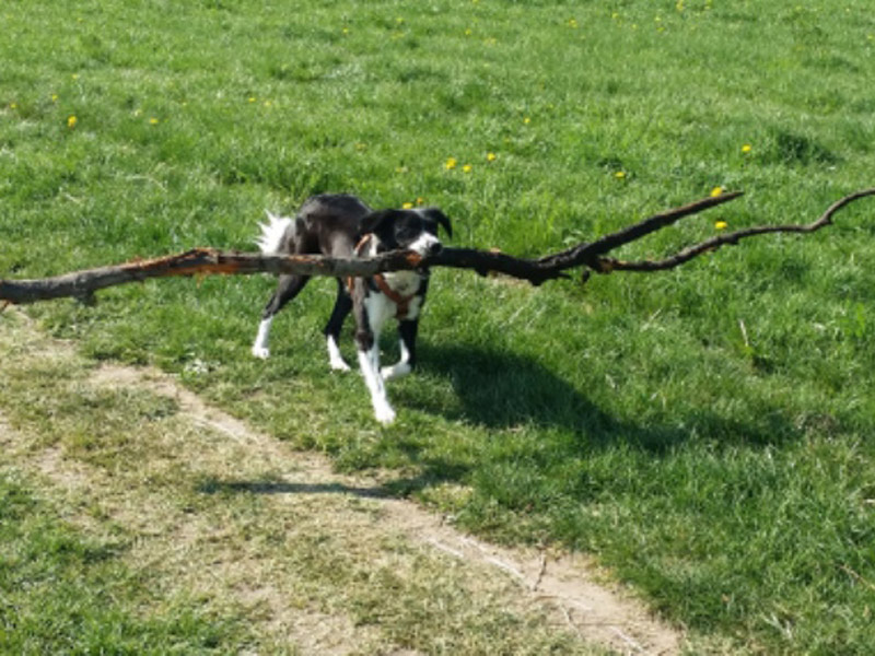 Border Collie schleppt Ast