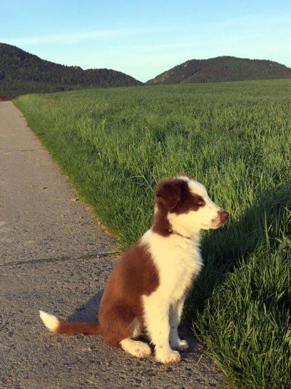 Border Collie Chocolate white