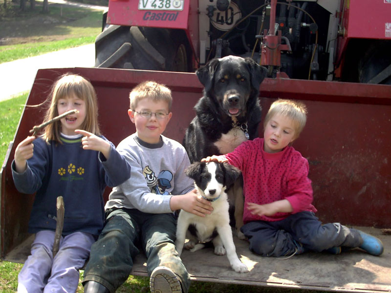 Border Collie Trecker