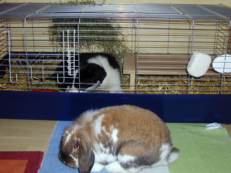 Border Collie und Hase