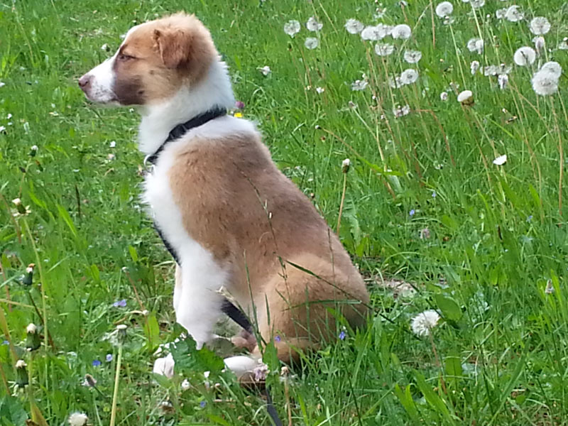 Border Collie zobel