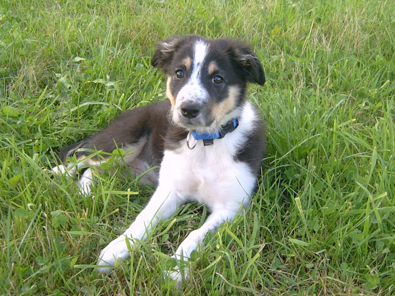 reinrassiger bordercollie junghund