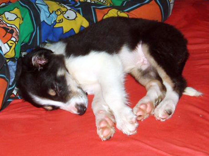 schlafender Border Collie Welpe