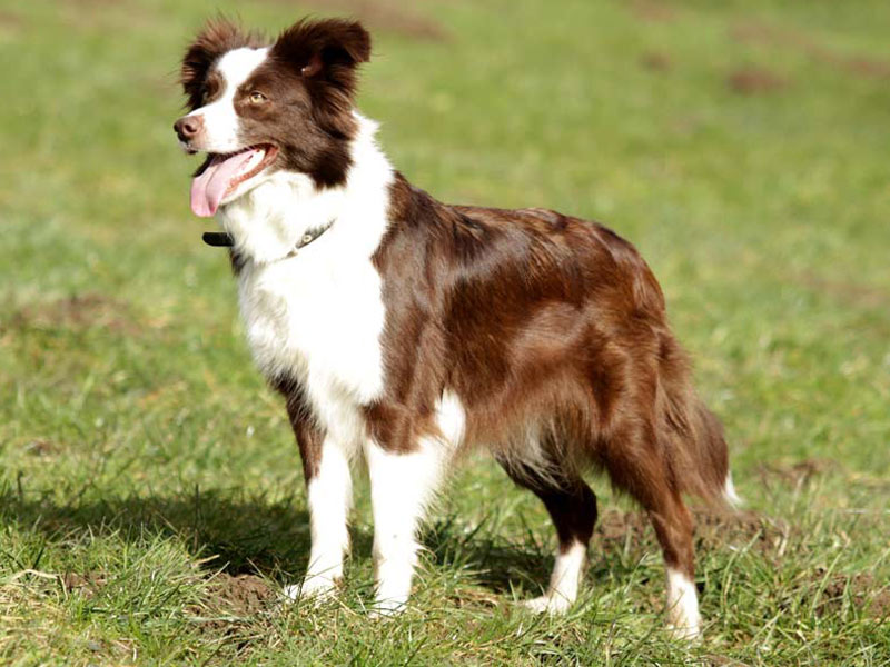 athletischer Border Collie