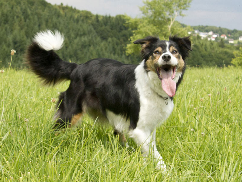 Border Collie Hütehund