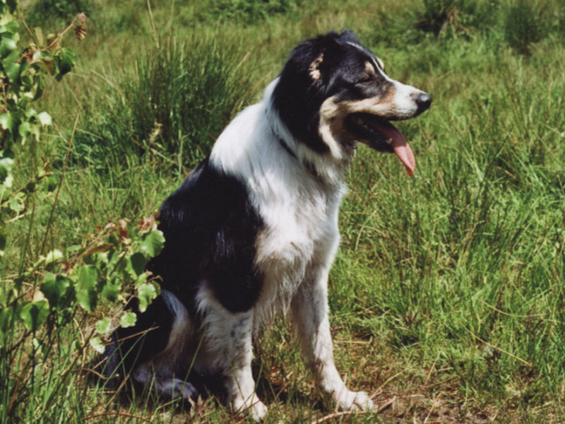 Border Collie Rudelführer