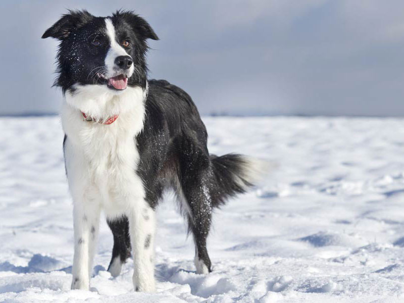 Nachwuchshuendin Emely Border Collie