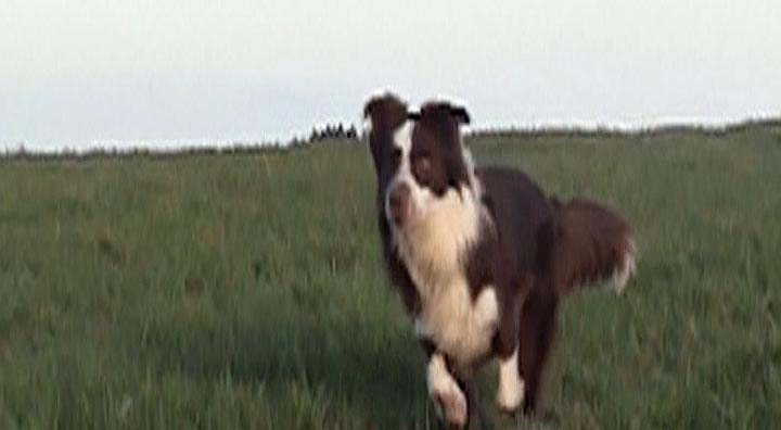 border_collies_spielen_mit_der_zeit